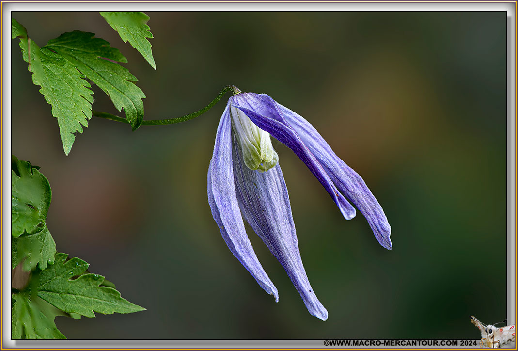 Clematite